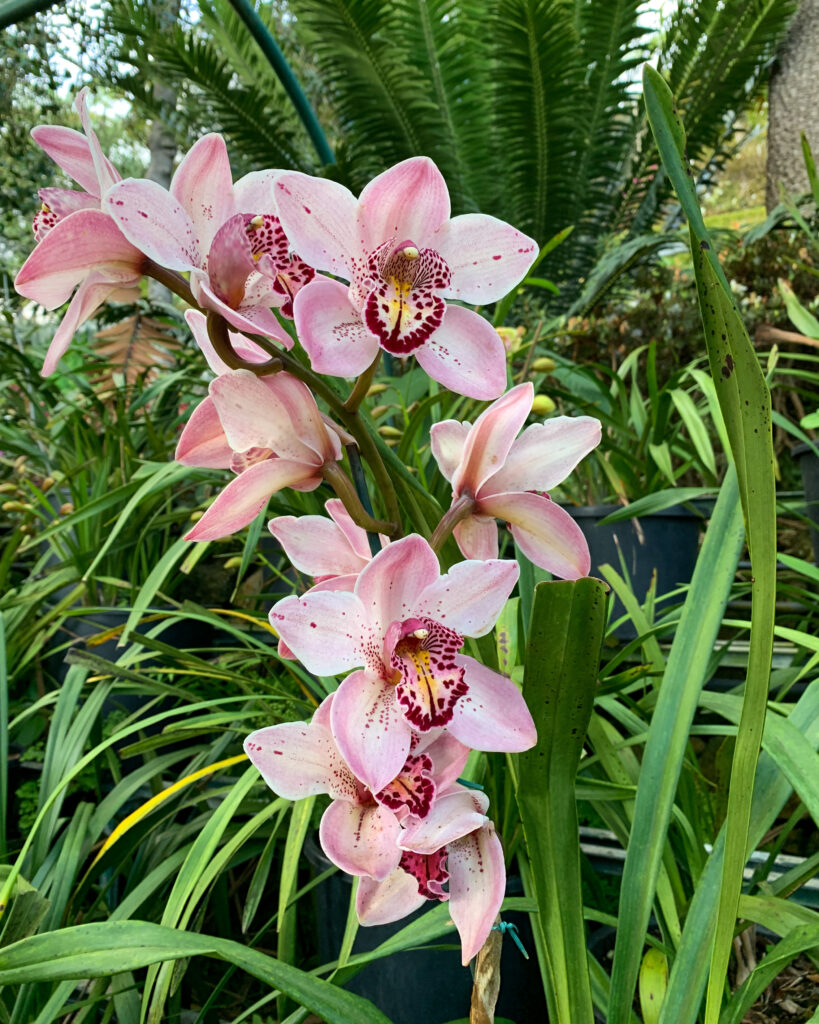 orchid