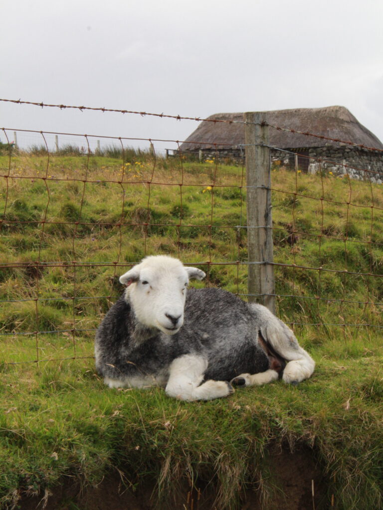 scottish sheep