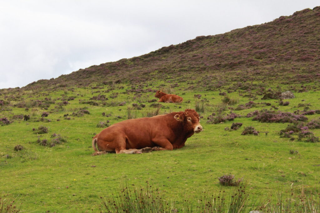 scottish cow