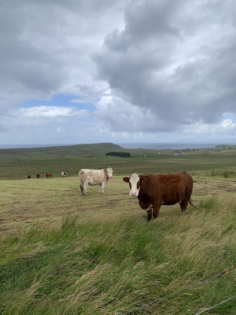 scottish cows