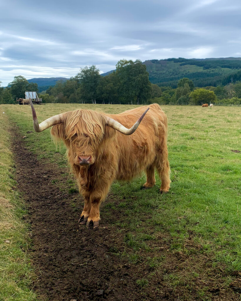 highlander hairy cow