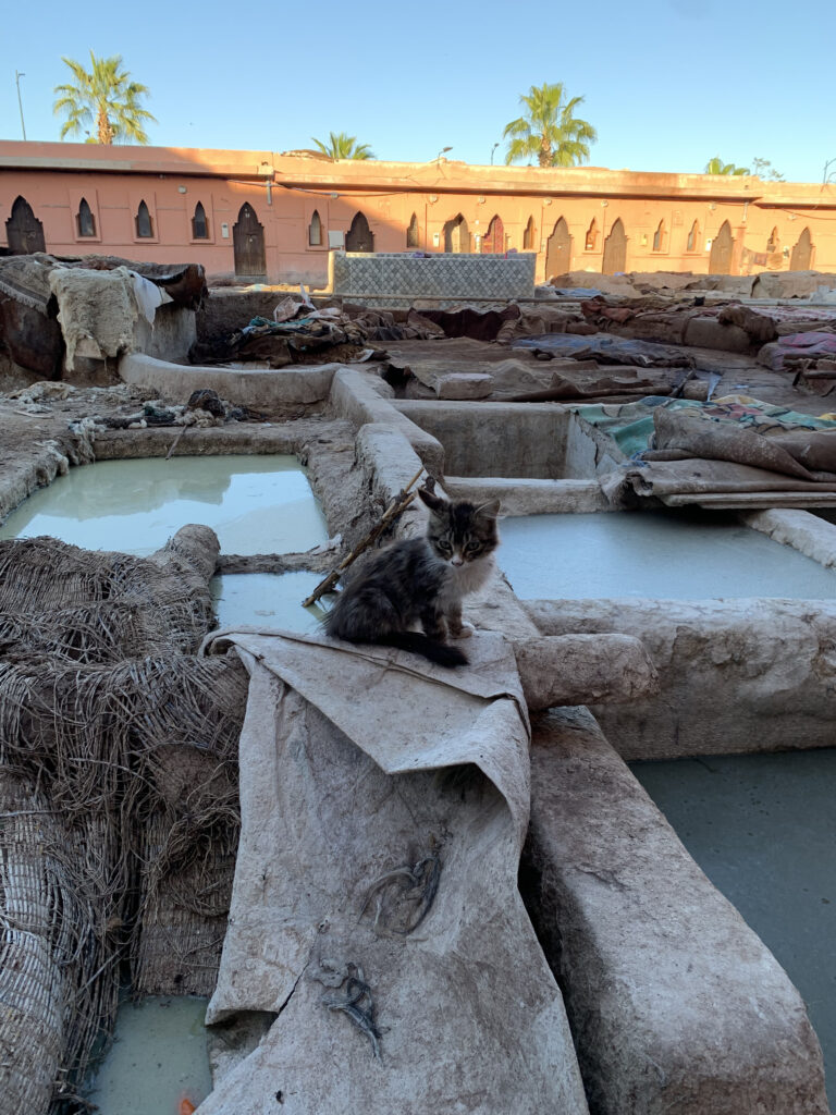 moroccan tannery